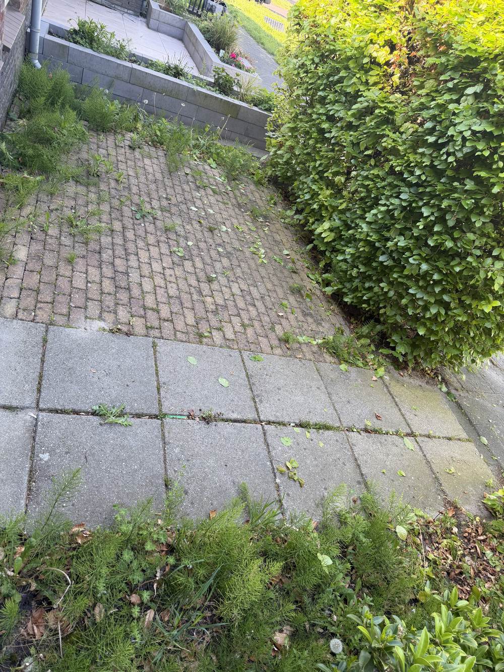 Tegelpad vol onkruid, klaar voor behandeling