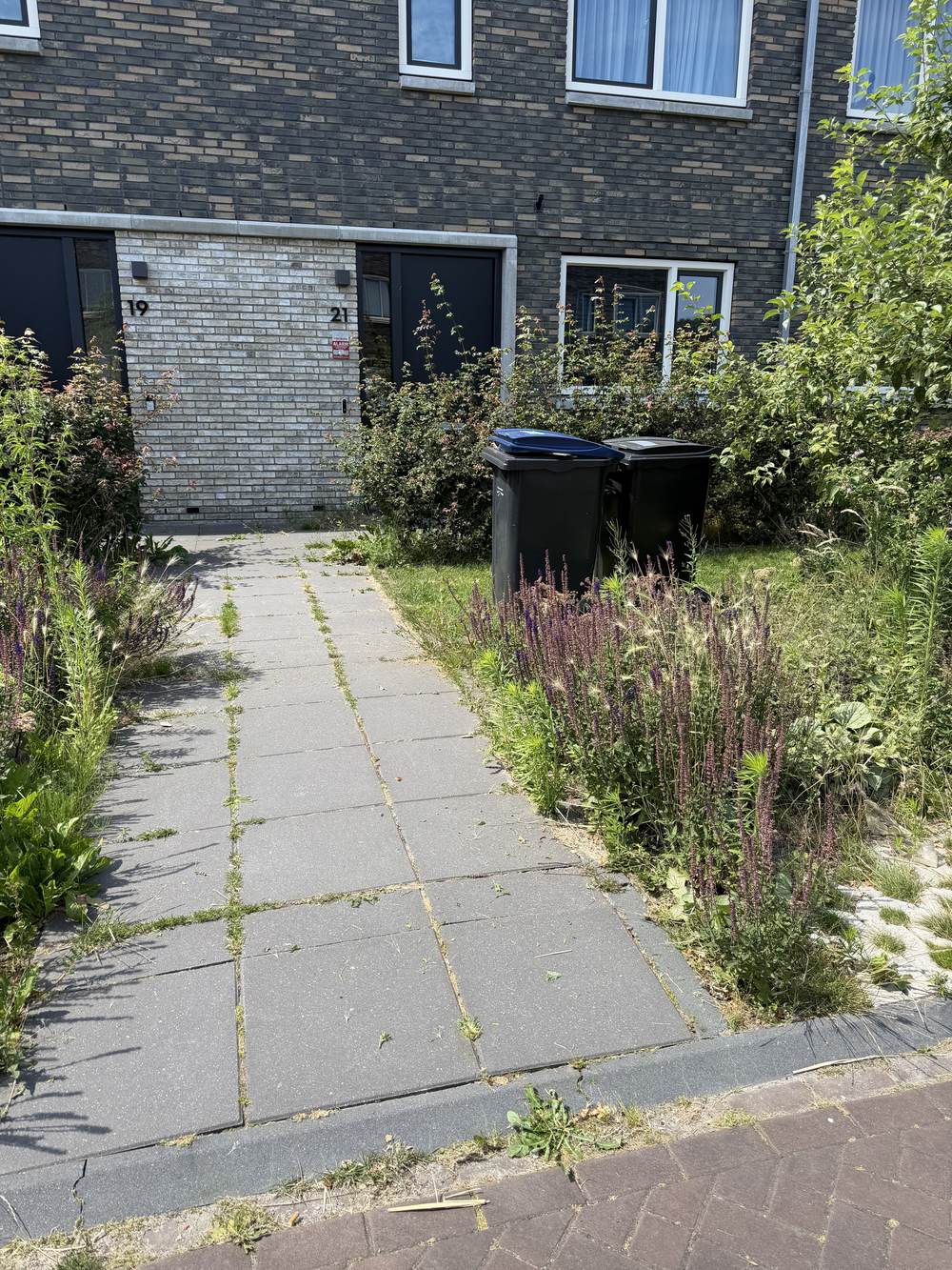 Voortuinpad vóór behandeling — vol gras en onkruid
